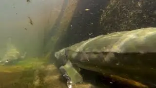 🔴 Fremont Weir Adult Fish Passage Project