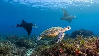 Soothing Sea Waves with Serene Ocean Flow for Inner Peace