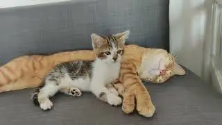 chat roux et mimi chaton