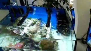 2x TUNZE&reg; LED in salt water tank, at Interzoo 2012