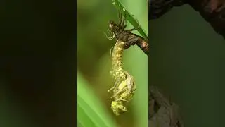 Выход стрекозы из нимфы во взрослую особь. Часть 2