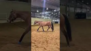 Training my horses to prance in perfect circles #horsetraining #horselover #horses #shorts
