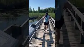 Boardwalk hike in Ottawa🚶🏽&zwj;♀️🌳 #shorts #youtube #hiking