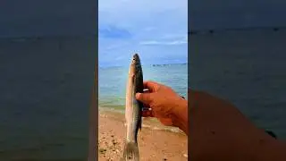 Found dead mulletfish on the beach #shorts #viralvideo #fish #mulletfish