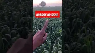 HD3385 v's HD3386 pb1401,pb1885