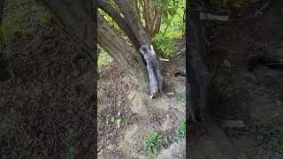 10 avril 2023 Mon chat grimpe sur l&rsquo;arbre