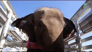 Спасённый слон Тунг Тхонг утих после воссоединения со старым другом - ElephantNews