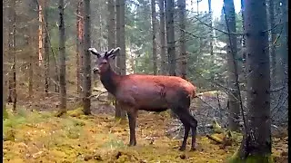 Deer Family, Fox & Beaver Dam Discovery. Trail Cam Moments & Sounds Of Nature