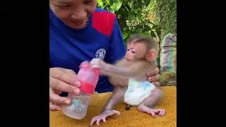 Cute Baby Monkey LUNA Request The Bottle Milk From Mom