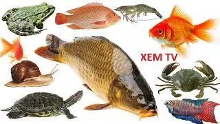 CON CÁ, CUA, TÔM, ẾCH ❤️ BÉ HỌC CÁC LOÀI CÁ, FISH ❤️
