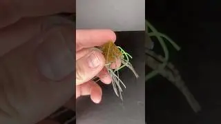 Ultimate Dice Baits!