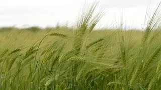 Unlocking Barley's Potential: The International Barley Hub project