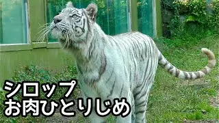 ホワイトタイガー　シロップママ　お肉ひとりじめのチャンスです【伊豆アニマルキングダム】White tiger Syrup-chan Izu Animal Kingdom 
