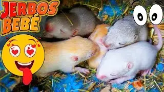 Jerbos BEBES recién nacidos 🍼👶🐹
