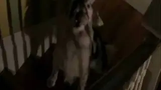 Ghost whisperer - Homer ( the ghost dog ).wmv