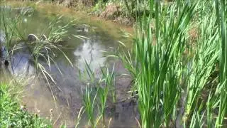 Garden Tour July 2016
