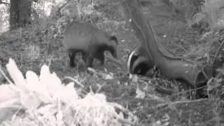Badgers on a summers evening