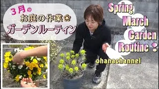 【ガーデンルーティン】3月のお庭の作業🌹Spring March Garden Routine❢🌸✨