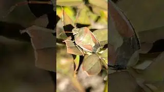 a Gorse Shieldbug in late season colours
