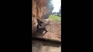 Live - Zoo Hannover - Gorillaberg