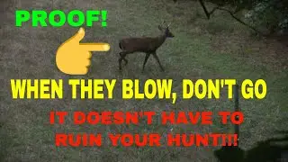 DEER HUNTING NC (WHEN THE DEER BLOW DON'T GO)