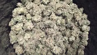 Critical Mass Metrc Batch 0070