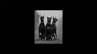 [FREE] Drake x 21 Savage x Wheezy Type Beat ~ Order