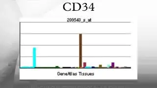 CD34