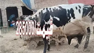  Cholistani Jersey Friesian Sahiwal cross Cow (03024029695)3 February 2026