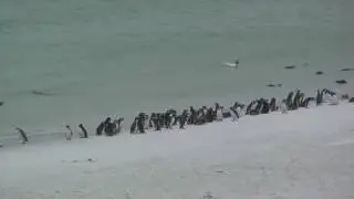 Gypsy Cove mix of penguins