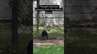 Installed electric fence b/c she kept digging out!