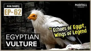 Egyptian Vulture &rarr; The Vulture with a Toolbelt ● #facts @MadfullMoments ◌ EP►62