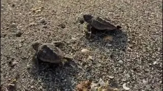 Sea turtle week!   Release loggerhead hatchling sea turtles with @loggerheadmarinelifecenter