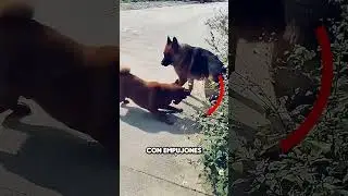 &iexcl;Incre&iacute;ble! Dos Perros Atacan, pero el Pastor Alem&aacute;n Mantiene la Calma 😱 #perro #dog #animals