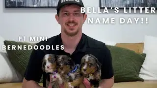 Bella & Grady's F1 Mini Bernedoodle Puppies | Name Day!!