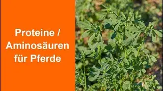 Proteine f&uuml;r Pferde - wieviel, wieso, welche Futtermittel und muss man Aminos&auml;uren erg&auml;nzen?