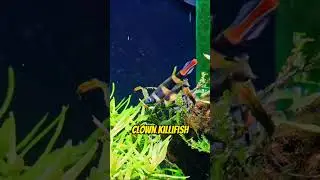 Top 5 Small Exotic Freshwater Fish for Your Aquarium