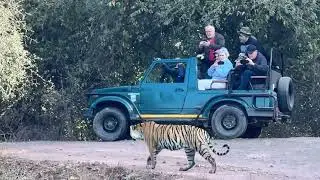 Daughter Tiger of Riddhi try to attack on crocodile Ranthambore encounter