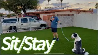 Dog Training 101: Teach Sit/Stay The Right Way | Easy Step By Step | 4K