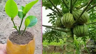 Let's resque our trees | remove unwanted parts @CrazyXYZ