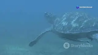 Marine Life of Equatorial Guinea: Discovering the Treasures of the Gulf of Guinea #animal2024