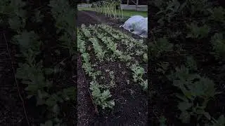 After big rains, see the growth differences between dig and no dig beds through winter
