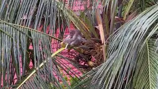 Wild monkey drinking coconut water from a tree. Nature and animals in harmony !