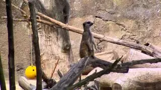 Zoo Heidelberg ( Duitsland )