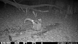 un Beau renard qui vien visiter notre saline proXpedition. 8-) ...