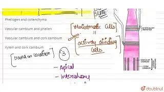 Examples of lateral meristems are