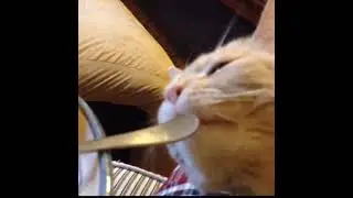 Cat Bites Fork, Fork Hits Cat