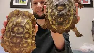 Kinixys homeana (Homes' hingeback tortoise) Basics