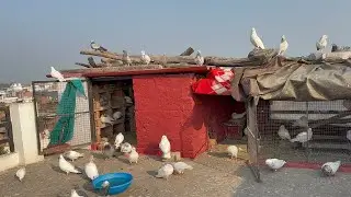 Zaman pigeon Care  is live
