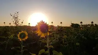 sunflower timelapse
